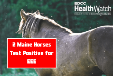 2 Maine Horses Test Positive for EEE