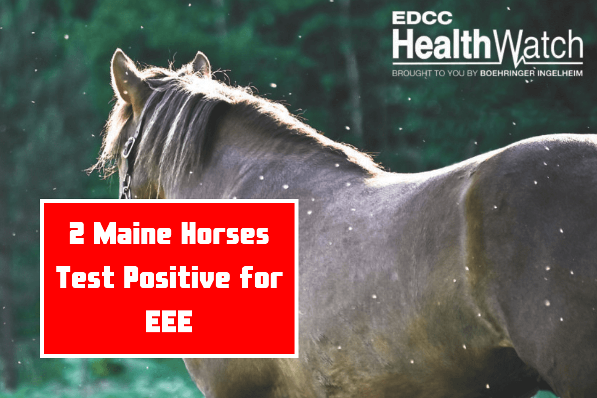 2 Maine Horses Test Positive for EEE