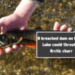 A breached dam on Green Lake could threaten Arctic charr