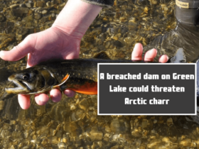 A breached dam on Green Lake could threaten Arctic charr