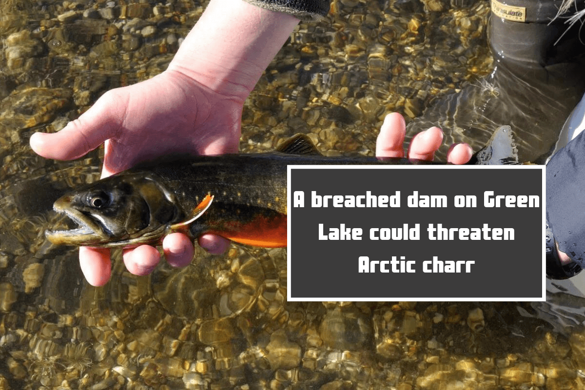 A breached dam on Green Lake could threaten Arctic charr