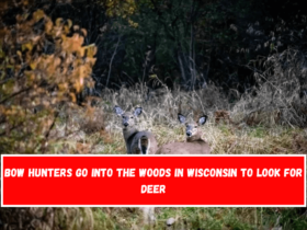 Bow hunters go into the woods in Wisconsin to look for deer