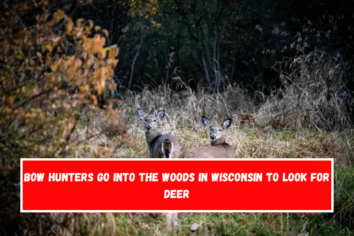 Bow hunters go into the woods in Wisconsin to look for deer