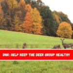 DNR Help keep the deer group healthy