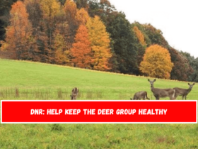 DNR Help keep the deer group healthy