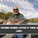 DNR Stocking Channel Catfish at Three Area Lakes