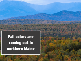 Fall colors are coming out in northern Maine