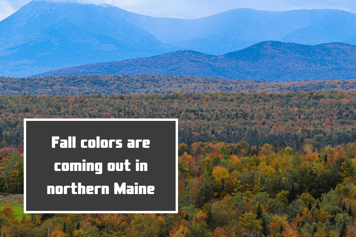 Fall colors are coming out in northern Maine