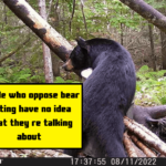 People who oppose bear baiting have no idea what they re talking about