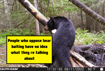 People who oppose bear baiting have no idea what they re talking about