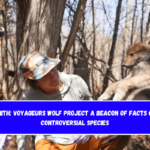 Smith: Voyageurs Wolf Project a beacon of facts on controversial species