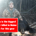 This is the biggest bear killed in Maine so far this year