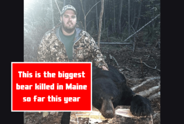 This is the biggest bear killed in Maine so far this year