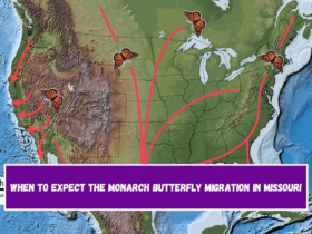 When to expect the monarch butterfly migration in Missouri