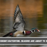 Wisconsin's waterfowl seasons are about to start