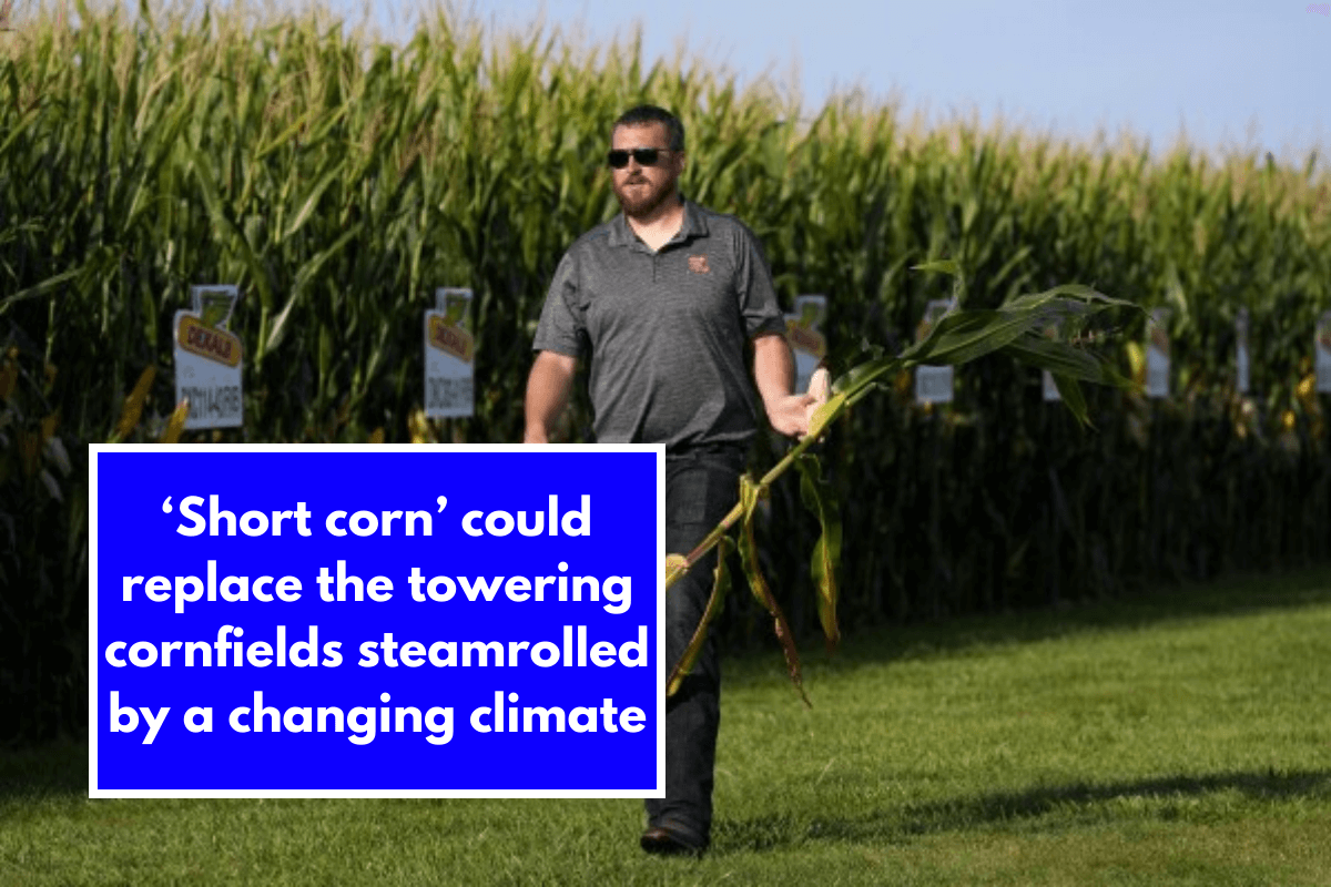 ‘Short corn’ could replace the towering cornfields steamrolled by a changing climate