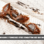 Insect Invasion 5 Tennessee Cities Combatting Bed Bug Onslaught