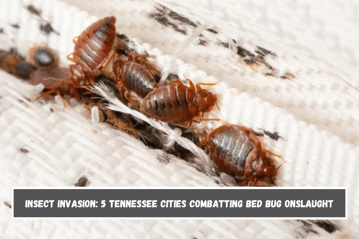 Insect Invasion 5 Tennessee Cities Combatting Bed Bug Onslaught