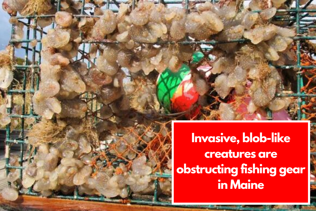 Invasive, blob-like creatures are obstructing fishing gear in Maine