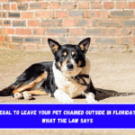 Is It Illegal to Leave Your Pet Chained Outside in Florida Here's What the Law Says