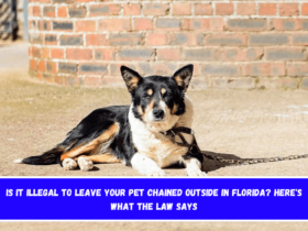 Is It Illegal to Leave Your Pet Chained Outside in Florida Here's What the Law Says