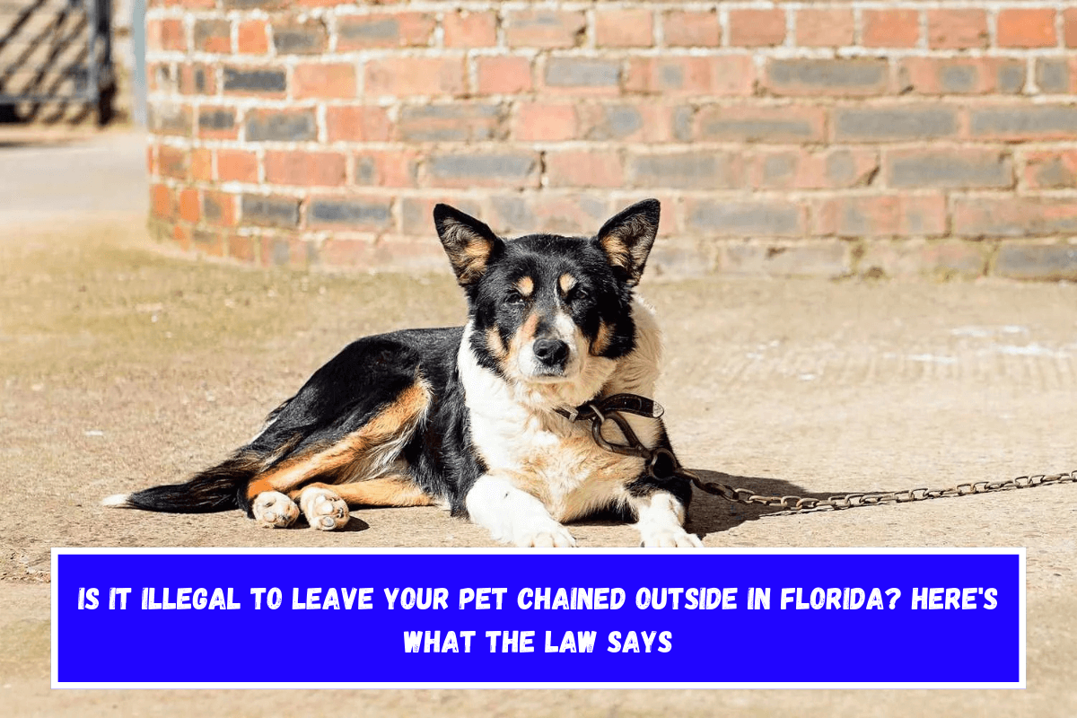 Is It Illegal to Leave Your Pet Chained Outside in Florida Here's What the Law Says