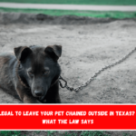 Is It Illegal to Leave Your Pet Chained Outside in Texas Here's What the Law Says