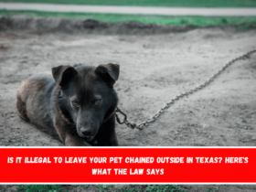 Is It Illegal to Leave Your Pet Chained Outside in Texas Here's What the Law Says