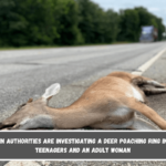 Wisconsin authorities are investigating a deer poaching ring including teenagers and an adult woman