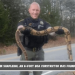 In Shapleigh, an 8-foot boa constrictor was found