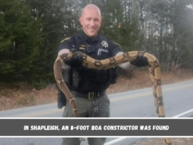 In Shapleigh, an 8-foot boa constrictor was found