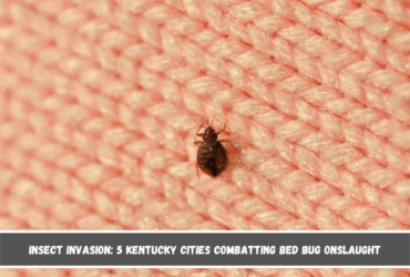 Insect Invasion 5 Kentucky Cities Combatting Bed Bug Onslaught