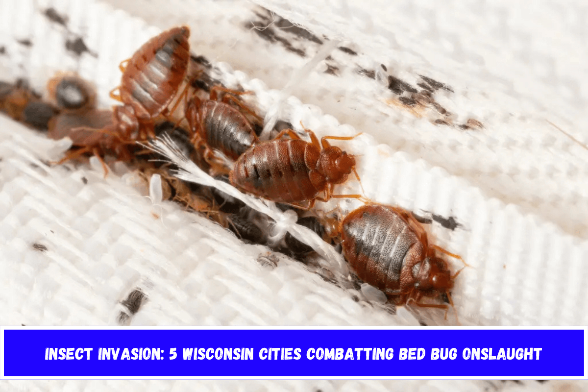 Insect Invasion 5 Wisconsin Cities Combatting Bed Bug Onslaught