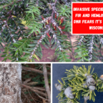 Invasive species targets fir and hemlock trees; DNR fears it’s headed to Wisconsin