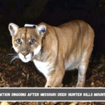 Investigation ongoing after Missouri deer hunter kills mountain lion