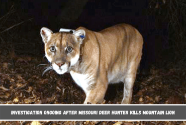 Investigation ongoing after Missouri deer hunter kills mountain lion