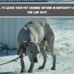 Is It Illegal to Leave Your Pet Chained Outside in Kentucky Here's What the Law Says