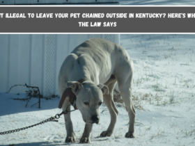 Is It Illegal to Leave Your Pet Chained Outside in Kentucky Here's What the Law Says