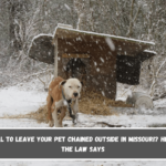 Is It Illegal to Leave Your Pet Chained Outside in Missouri Here's What the Law Says