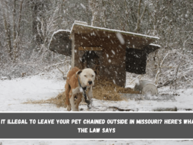 Is It Illegal to Leave Your Pet Chained Outside in Missouri Here's What the Law Says