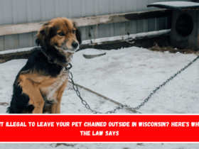 Is It Illegal to Leave Your Pet Chained Outside in Wisconsin Here's What the Law Says