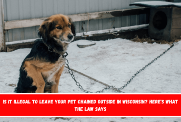 Is It Illegal to Leave Your Pet Chained Outside in Wisconsin Here's What the Law Says