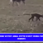 'Strange-Looking' Mystery Animal Spotted in West Virginia Park Perplexes Residents