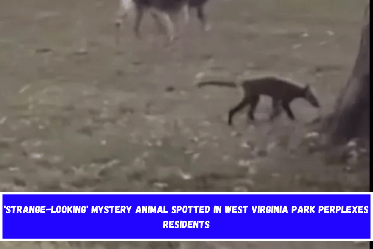 'Strange-Looking' Mystery Animal Spotted in West Virginia Park Perplexes Residents