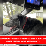 Wabasha community rallies to reunite a lost black lab with its owner through social media efforts