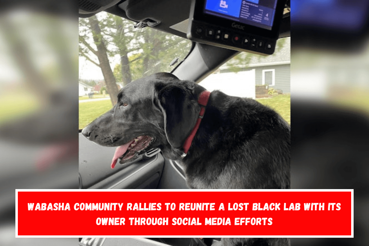 Wabasha community rallies to reunite a lost black lab with its owner through social media efforts