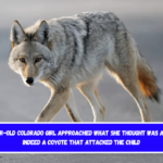 A four-year-old Colorado girl approached what she thought was a dog. It was indeed a coyote that attacked the child