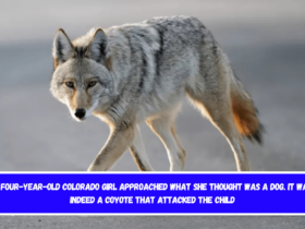 A four-year-old Colorado girl approached what she thought was a dog. It was indeed a coyote that attacked the child