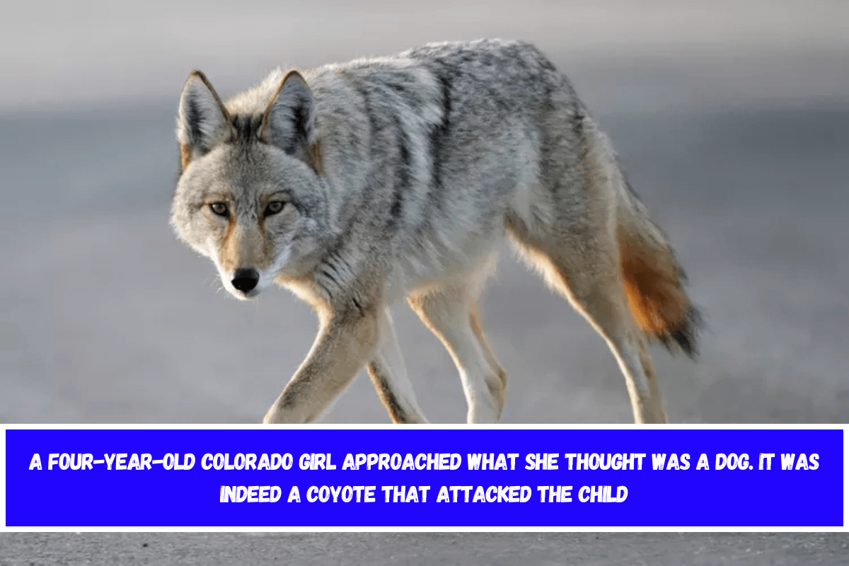 A four-year-old Colorado girl approached what she thought was a dog. It was indeed a coyote that attacked the child