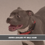 Aurora legalizes pit bulls again